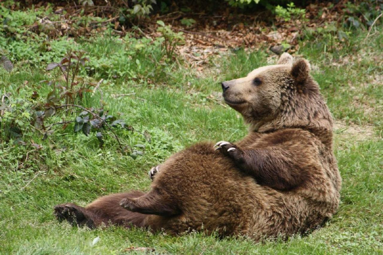 Apartamento Landurlaub Bei Familie Haug Freyung Exterior foto
